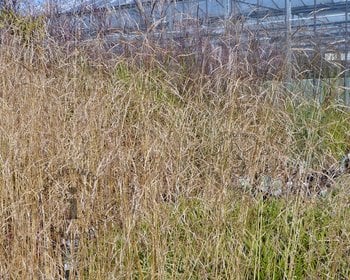 Deschampsia cespitosa