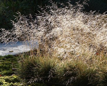Deschampsia cespitosa