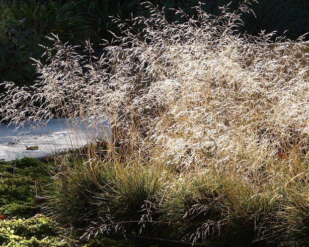 Deschampsia cespitosa