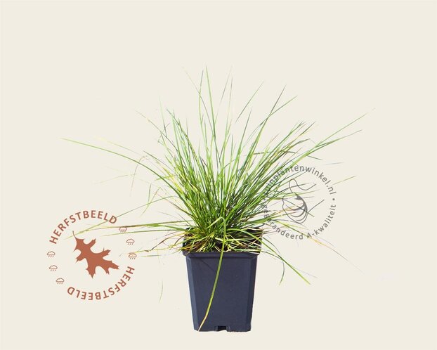 Deschampsia cespitosa