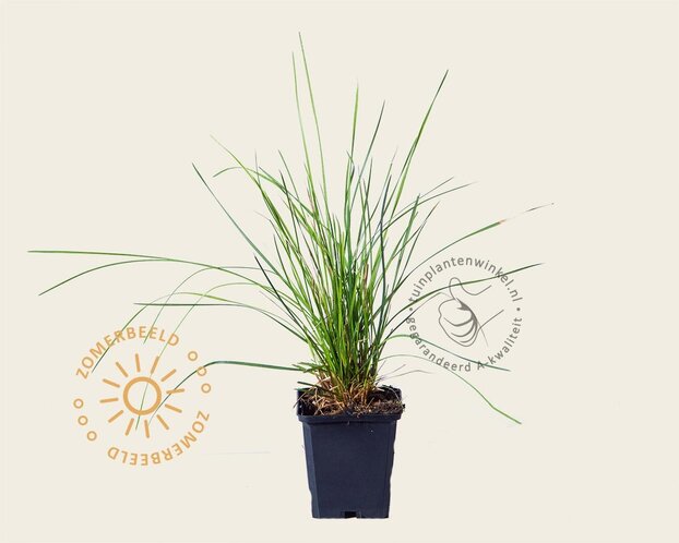 Deschampsia cespitosa