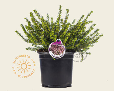 Erica darleyensis 'Ghost Hills'