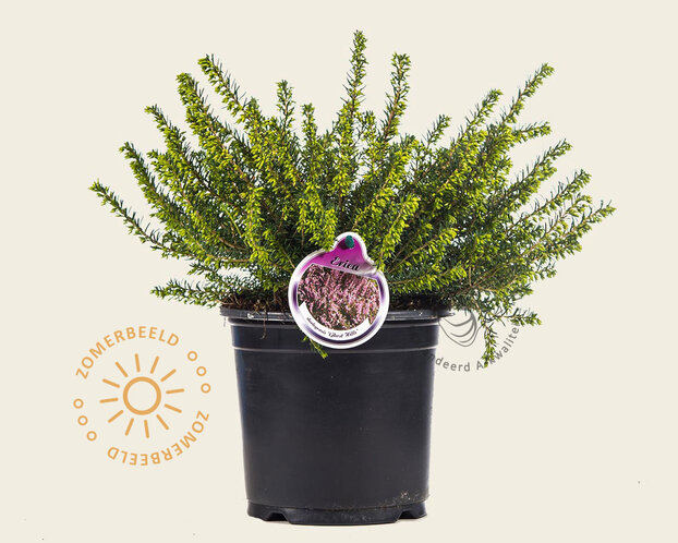 Erica darleyensis 'Ghost Hills'