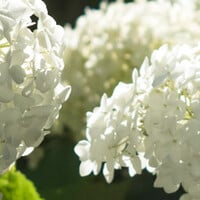 Top 10 - Hortensia's 