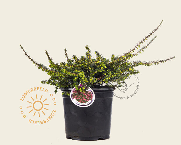 Erica darleyensis 'Kramers Rote'