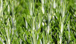 Top 10 - Kruidenplanten image