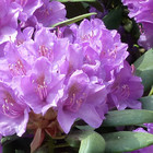 Top 10 - Rhododendrons