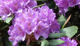 Top 10 - Rhododendrons image