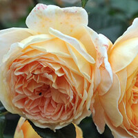 Top 10 - Rozen