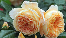 Top 10 - Rozen image