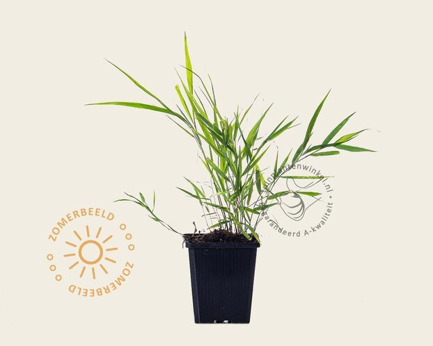 Hakonechloa macra