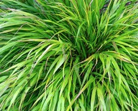 Hakonechloa macra