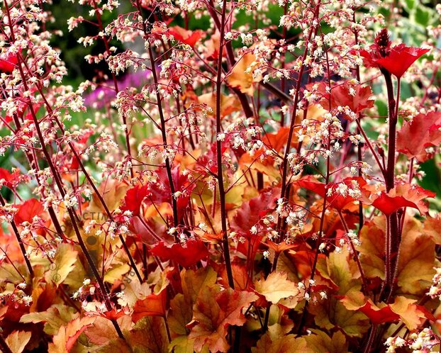 Heuchera 'Marmalade'