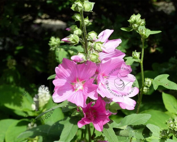 Lavatera olbia 'Rosea'