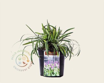 Liriope muscari 'Gold Banded'