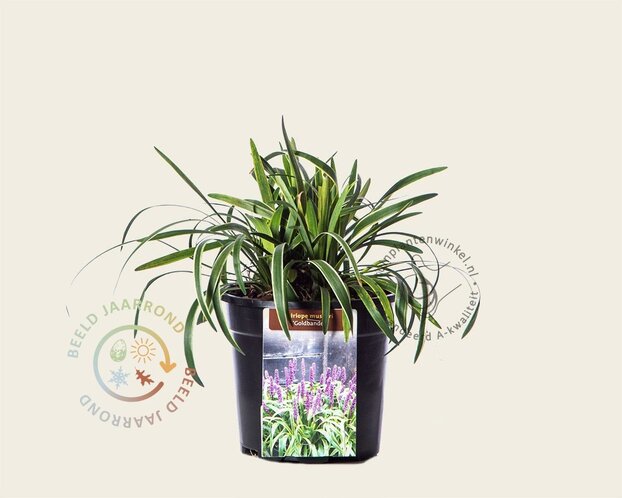 Liriope muscari 'Gold Banded'