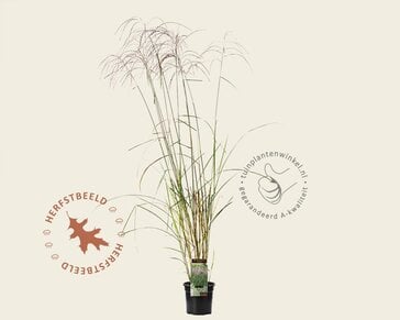 Miscanthus sinensis 'Flamingo'