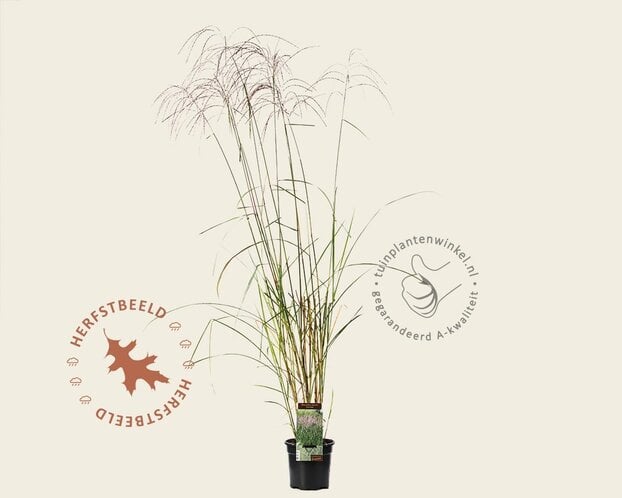 Miscanthus sinensis 'Flamingo'