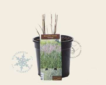 Miscanthus sinensis 'Flamingo'