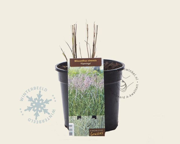 Miscanthus sinensis 'Flamingo'
