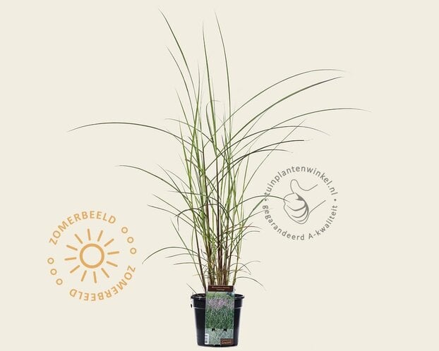 Miscanthus sinensis 'Flamingo'