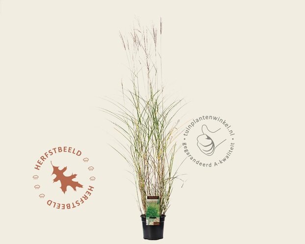 Miscanthus sinensis 'Kleine Silberspinne'