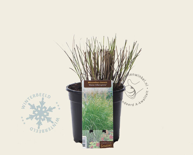 Miscanthus sinensis 'Kleine Silberspinne'