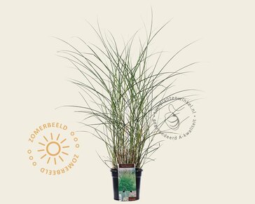 Miscanthus sinensis 'Kleine Silberspinne'