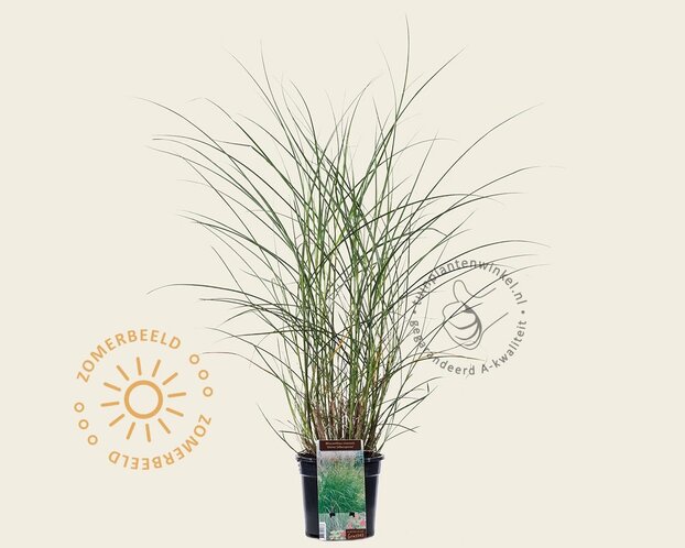 Miscanthus sinensis 'Kleine Silberspinne'