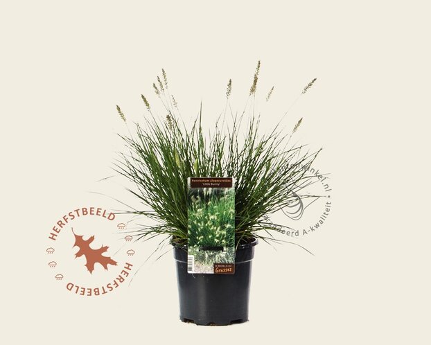 Pennisetum alopecuroides 'Little Bunny'