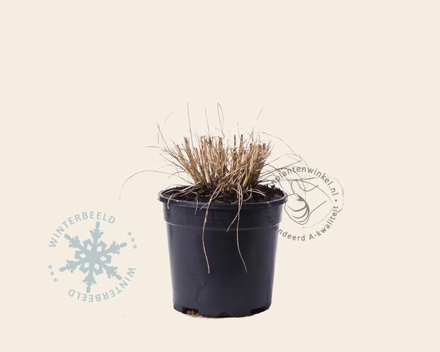 Pennisetum alopecuroides 'Little Bunny'