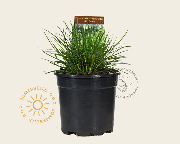 Pennisetum alopecuroides 'Little Bunny'