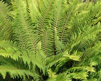 Polystichum setiferum 'Herrenhausen'