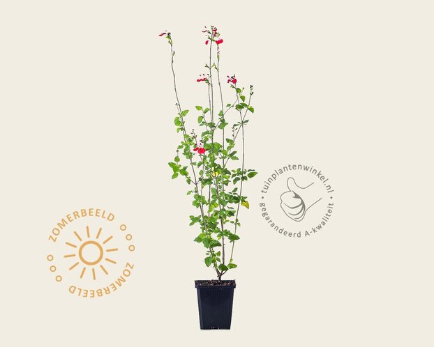 Salvia microphylla 'Hot Lips'