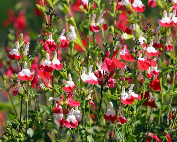 Salvia microphylla 'Hot Lips'