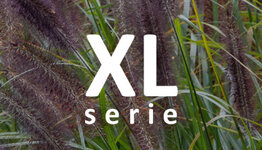 XL - Siergrassen image