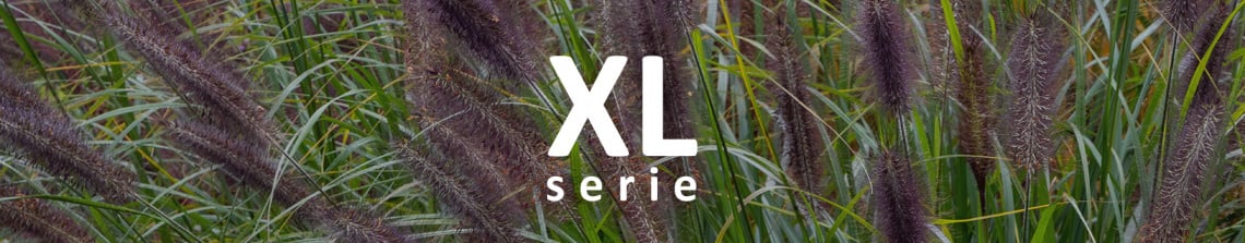 XL - Siergrassen