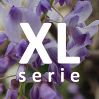 XL - Klimplanten