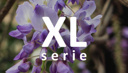 XL - Klimplanten image