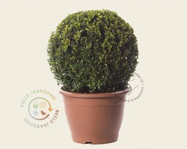 Buxus - bolvorm