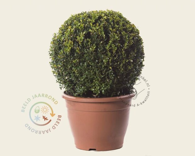Buxus - bolvorm
