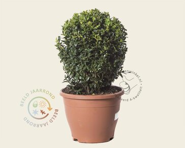 Buxus - bolvorm