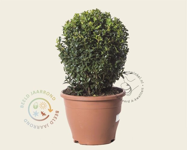 Buxus - bolvorm