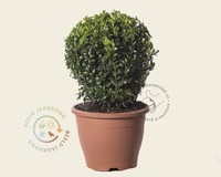 Buxus - bolvorm