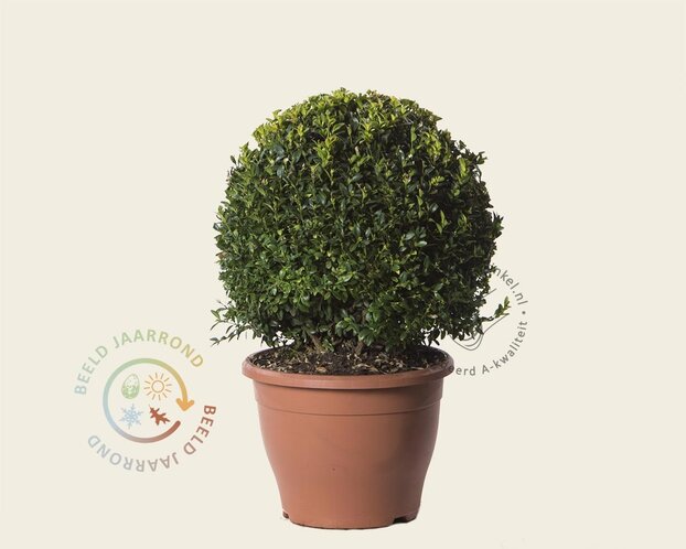 Buxus - bolvorm