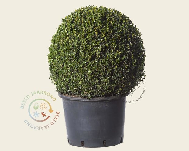 Buxus - bolvorm