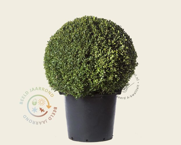 Buxus - bolvorm