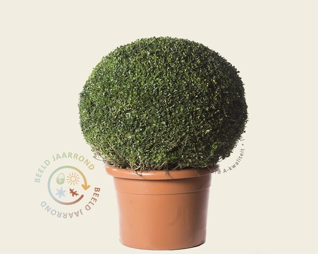 Buxus - bolvorm