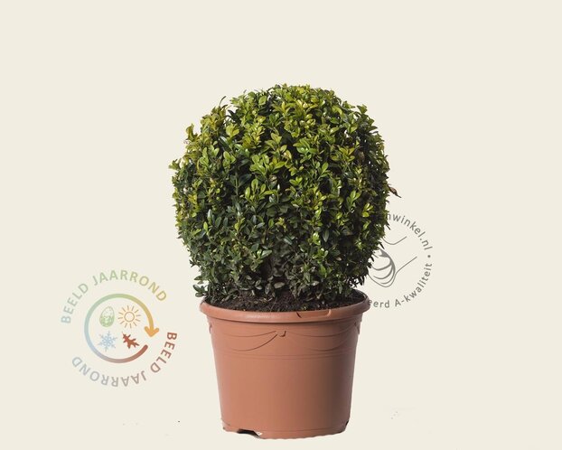 Buxus - bolvorm