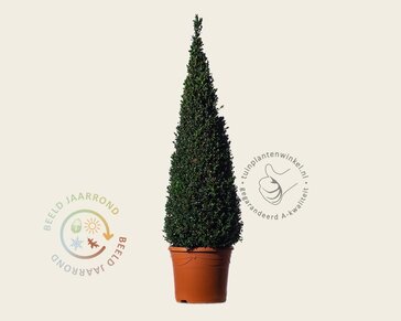 Buxus - kegelvorm